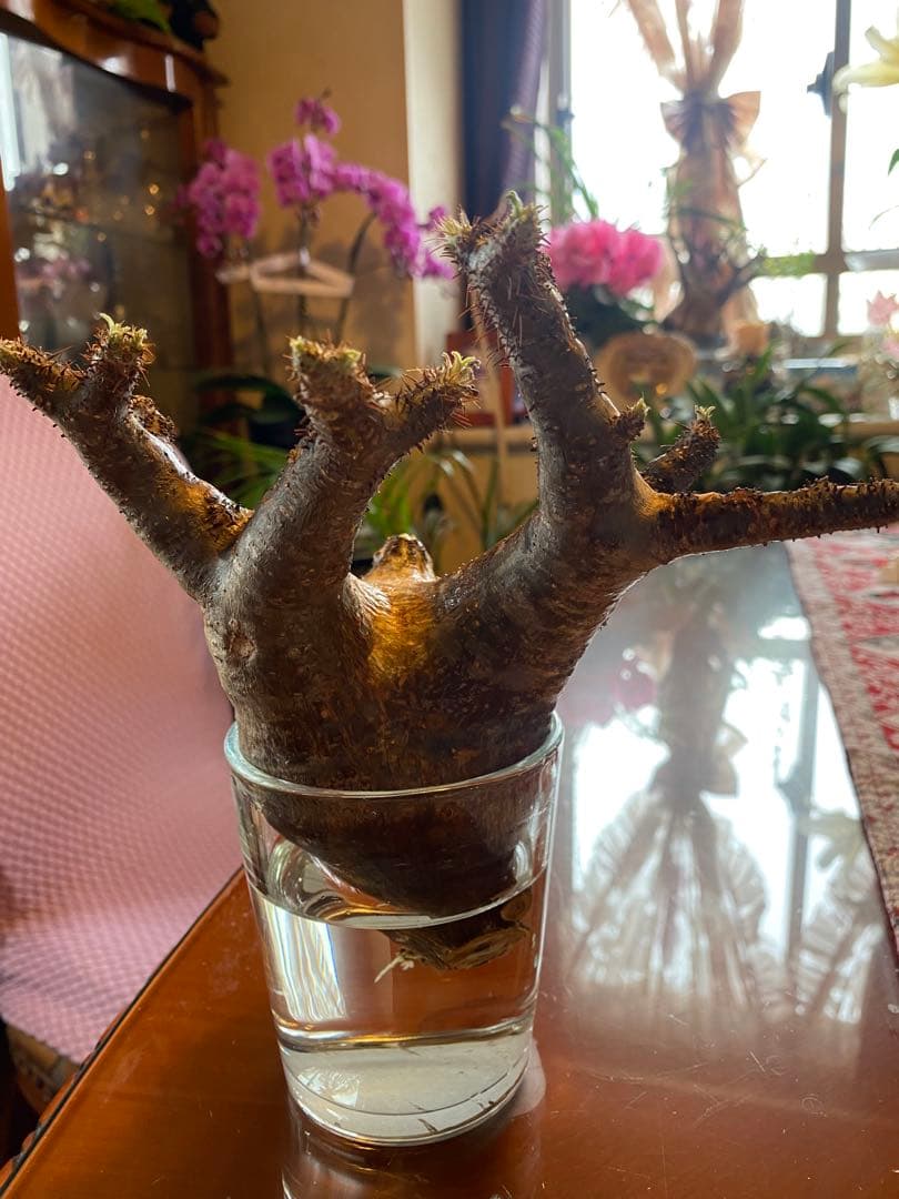 ミルク❗️グラキリス現地球 発根済