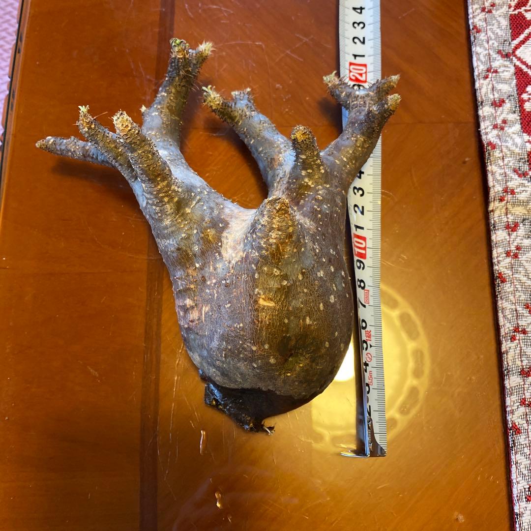 ミルク❗️グラキリス現地球 発根済