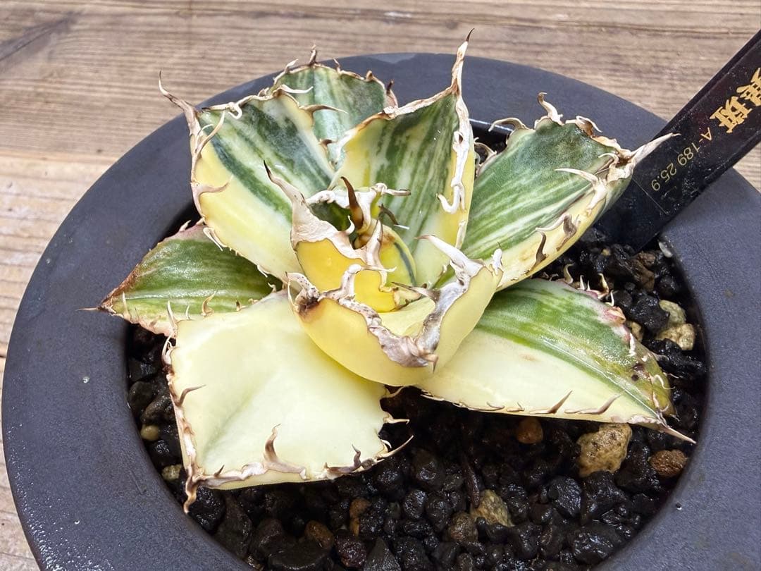 【超超希少株】白鯨錦　縞班　全班【コレクション株】【発根済】【小石原焼】