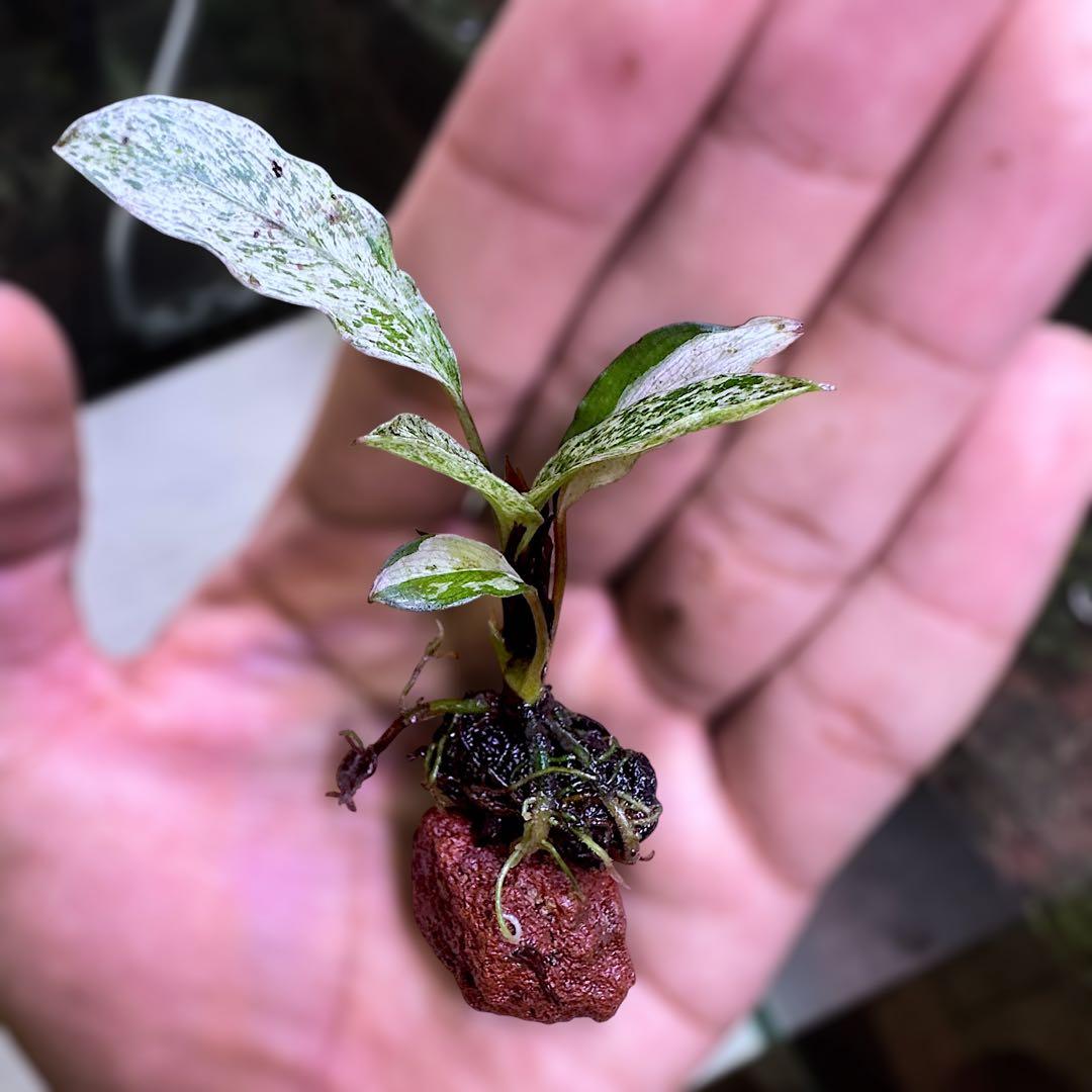 み*！様 ブセファランドラ（斑入り株）Bucephalandra Pipto と