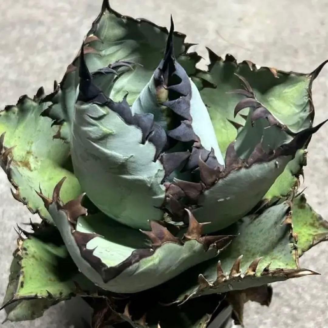 多頭？子株 agave titanota beast アガベ チタノタ ビースト