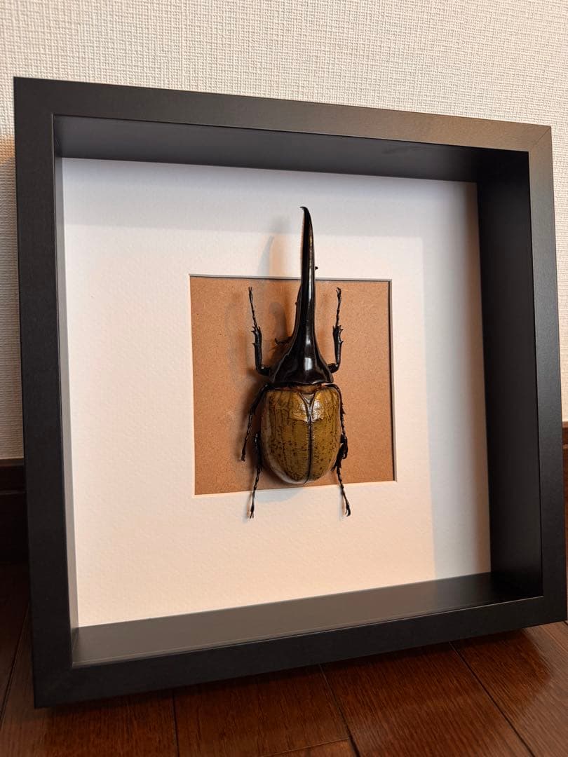 ヘラクレスオオカブト　壁掛け標本