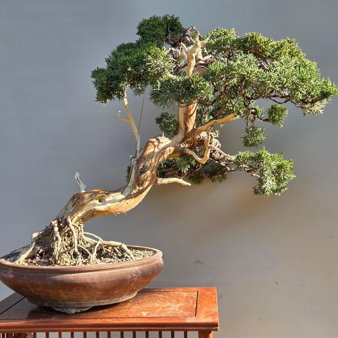 真柏　[斜幹木]　大品盆栽