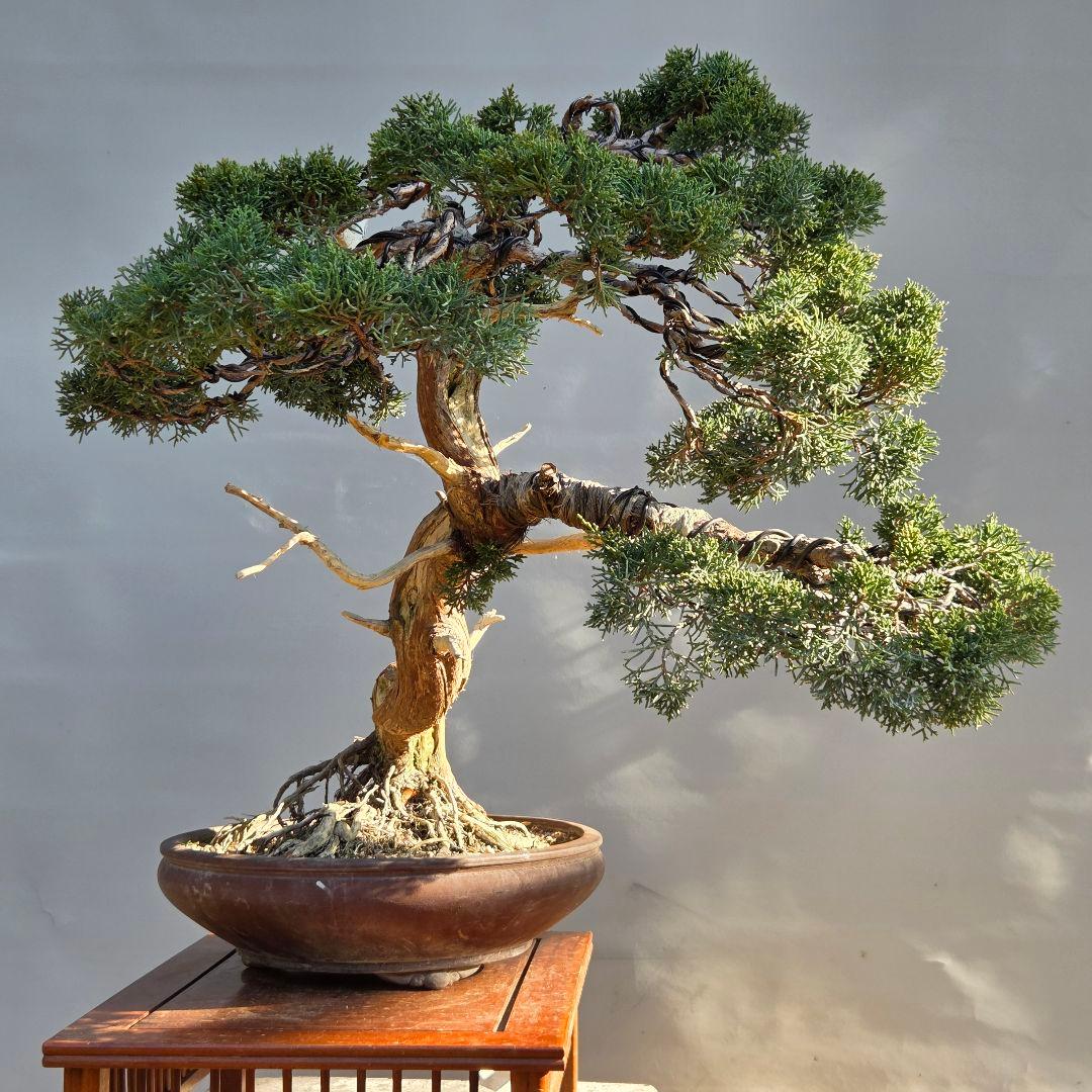 真柏　[斜幹木]　大品盆栽