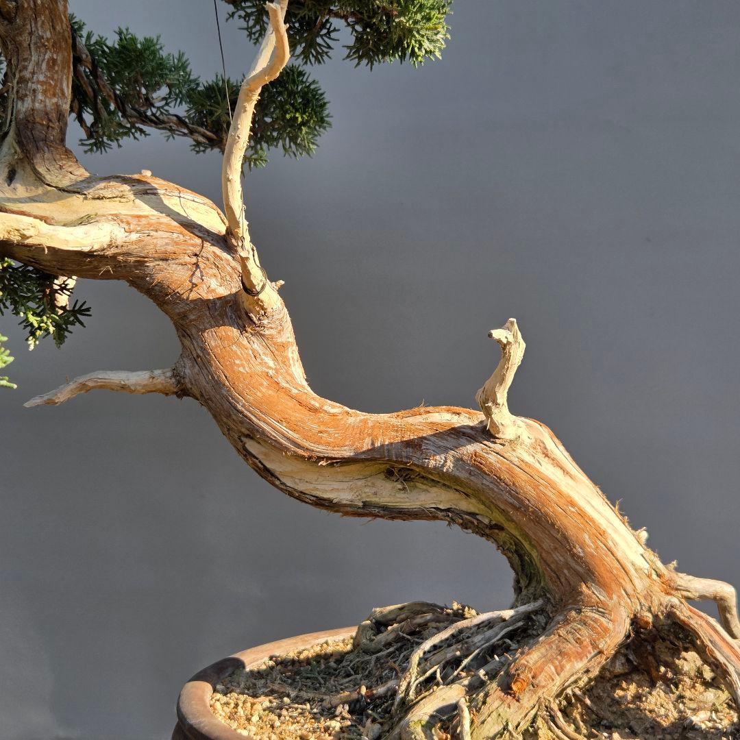 真柏　[斜幹木]　大品盆栽