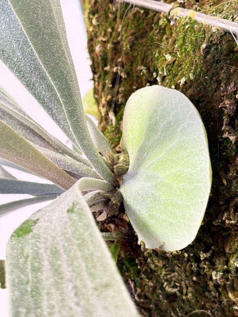 AIRITO　ビカクシダ　P. Willinckii 'Spur' OC