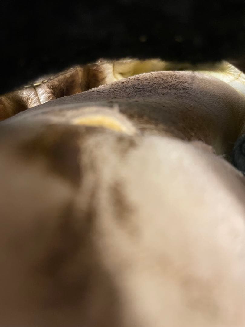 良型　野球 硬式グローブ 一般用　大人　右投げ　グラブ　内野　ビクトリーステージ