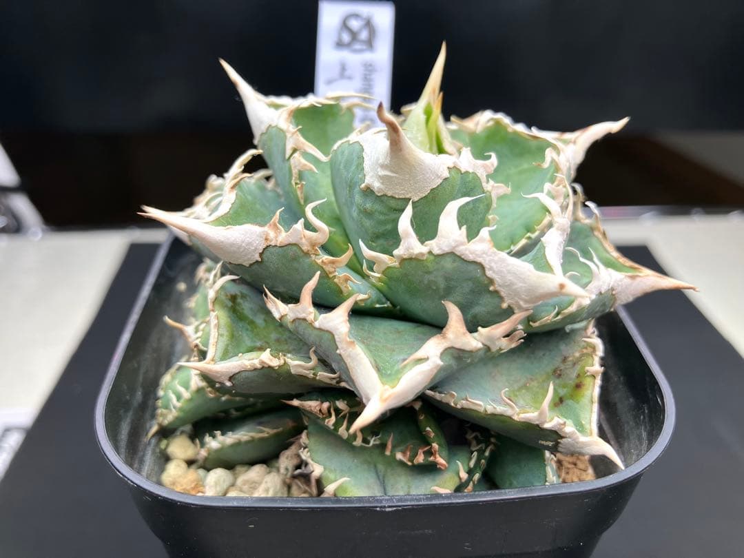 アガべチタノタ　白豪棘　親株+子株5付【上澳園芸タグ付き】