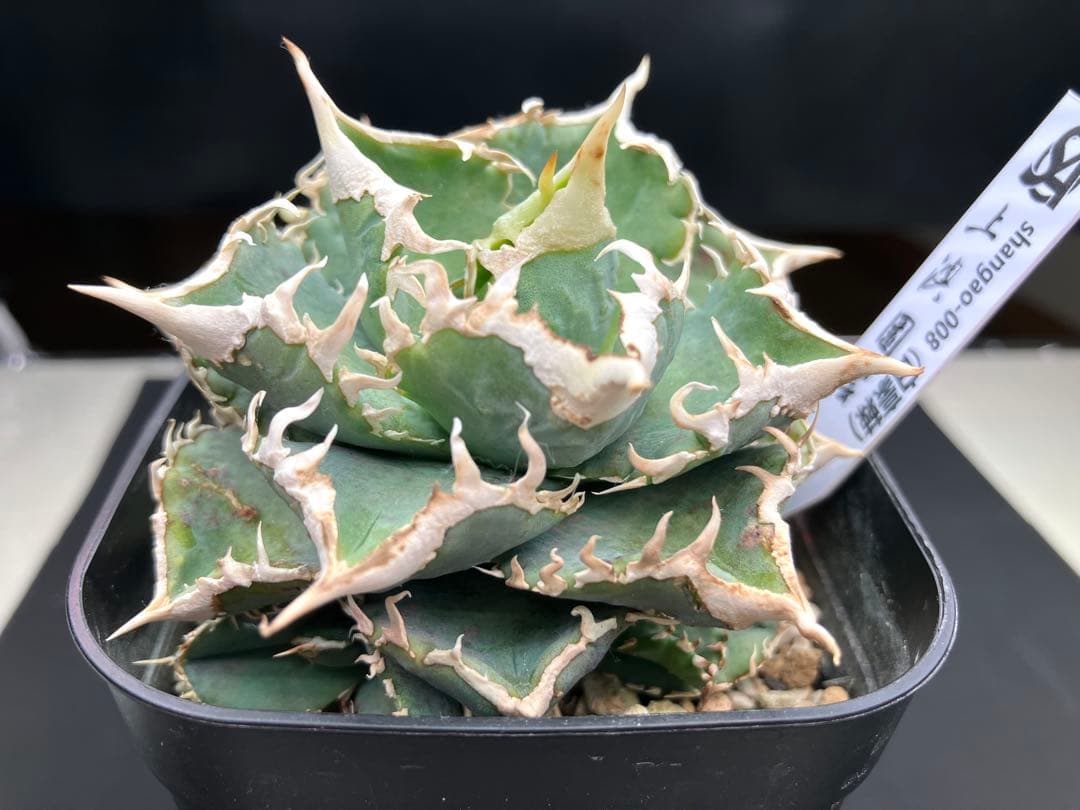 アガべチタノタ　白豪棘　親株+子株5付【上澳園芸タグ付き】