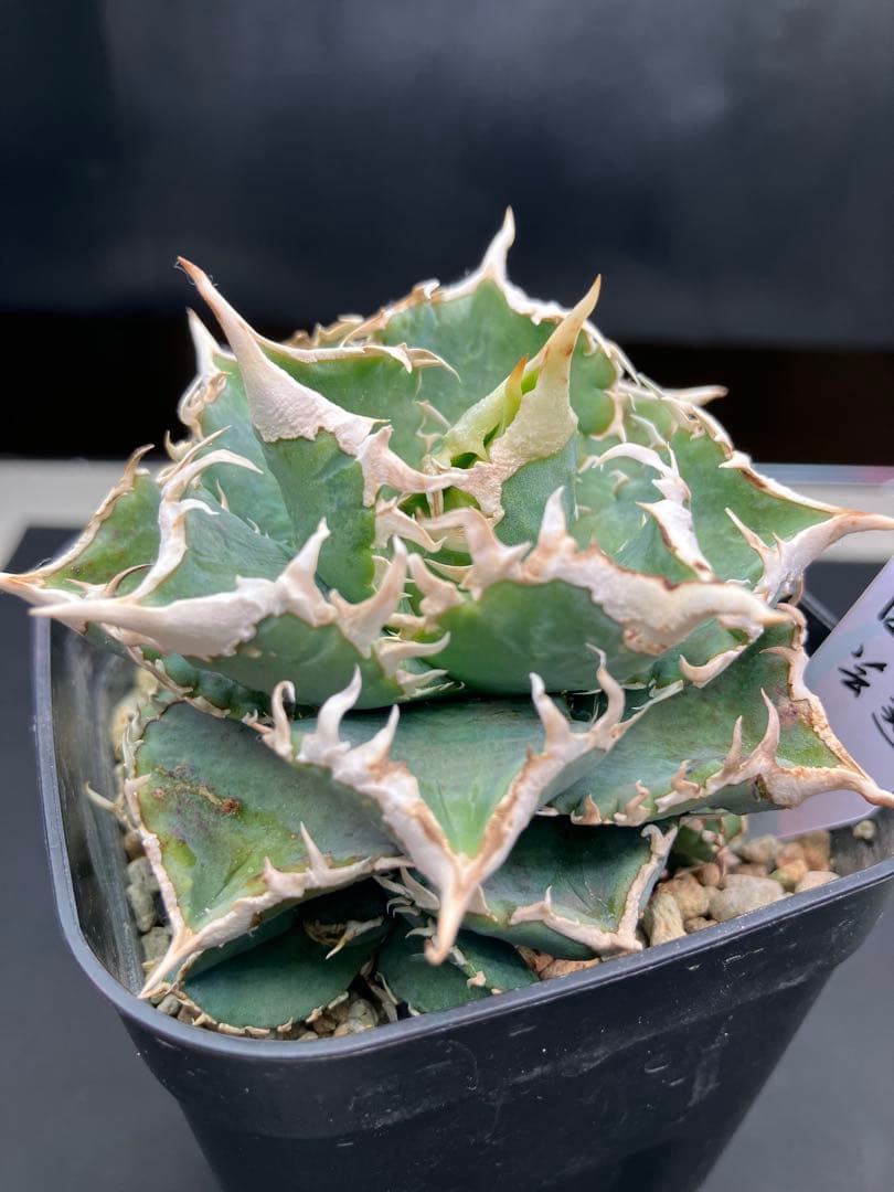 アガべチタノタ　白豪棘　親株+子株5付【上澳園芸タグ付き】