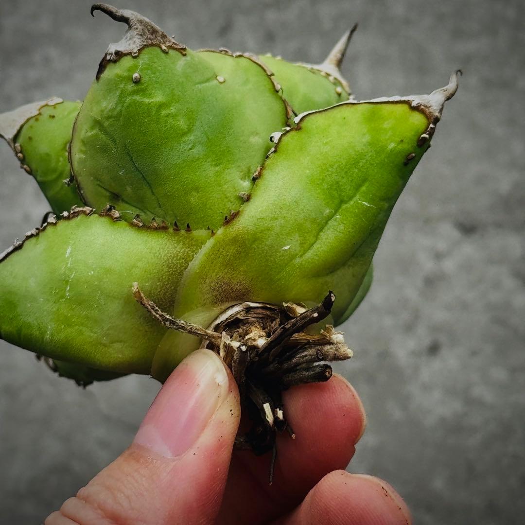 s*n様 多肉植物・アガベ ・チタノタ・“精品冰雹” ・極上株ブツブツ