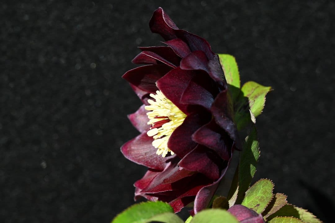 クリスマスローズ　最新花1級品認定キラメキ✩チョコレート青茎タイプ　加藤農園