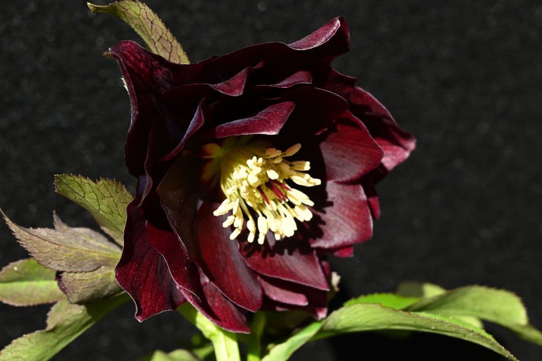 クリスマスローズ　最新花1級品認定キラメキ✩チョコレート青茎タイプ　加藤農園