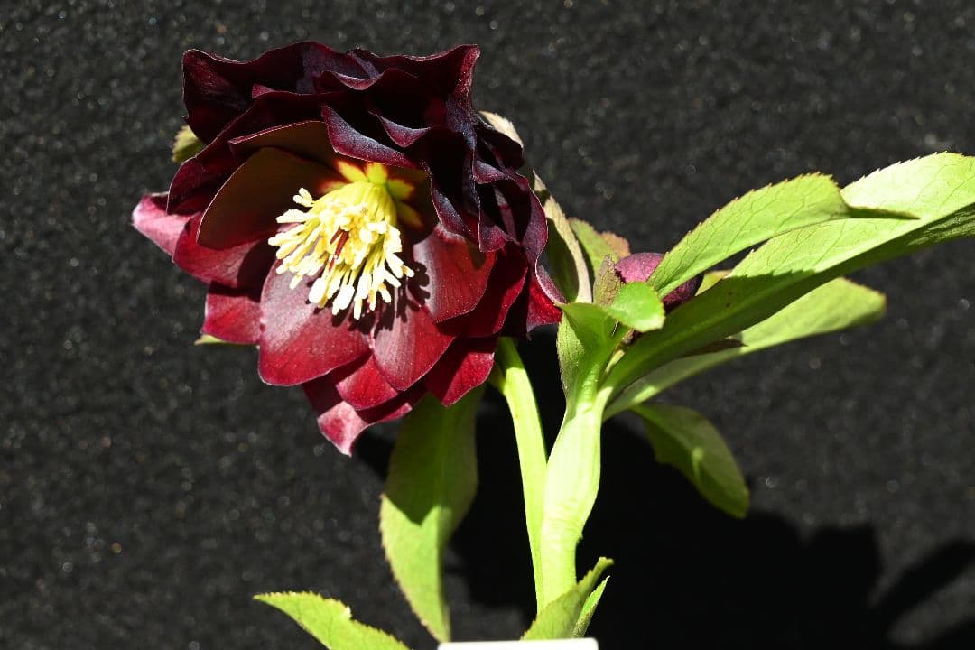 クリスマスローズ　最新花1級品認定キラメキ✩チョコレート青茎タイプ　加藤農園