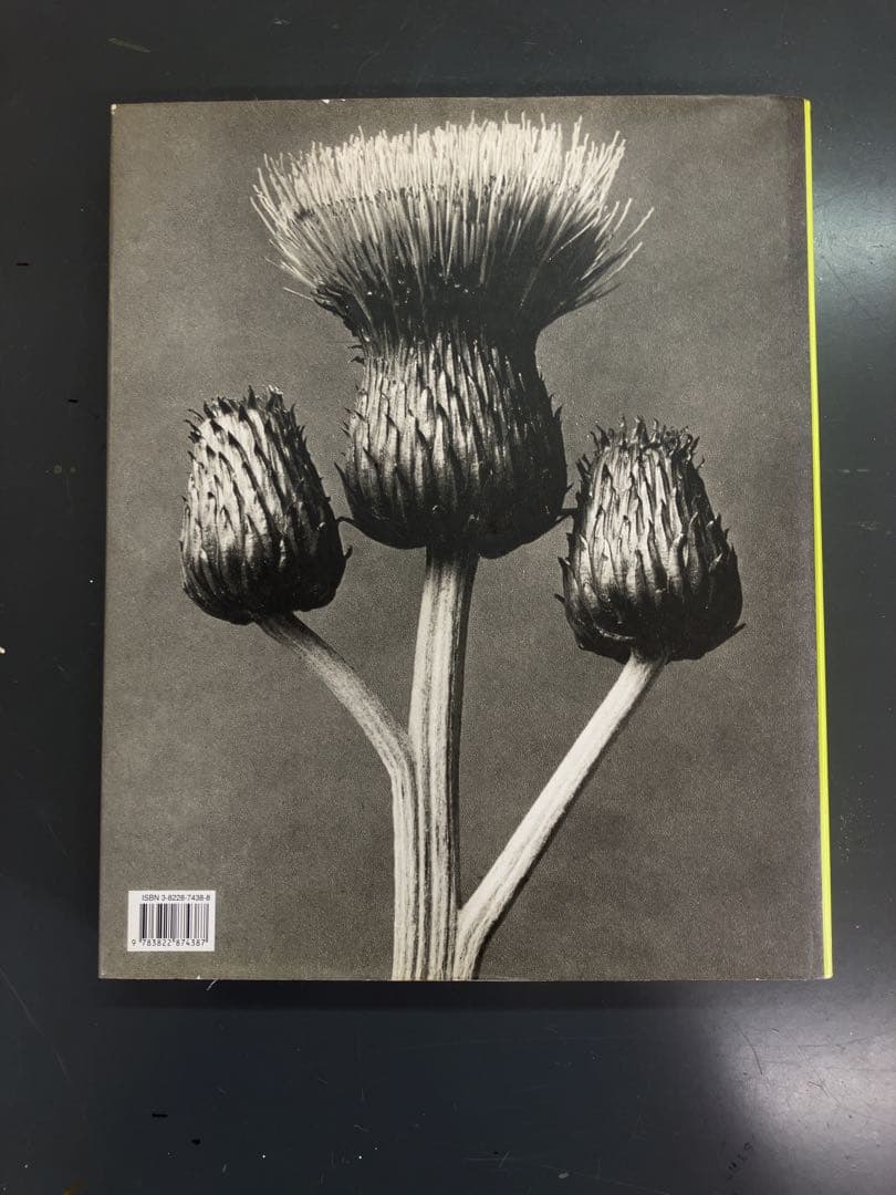Karl Blossfeldt 植物写真集