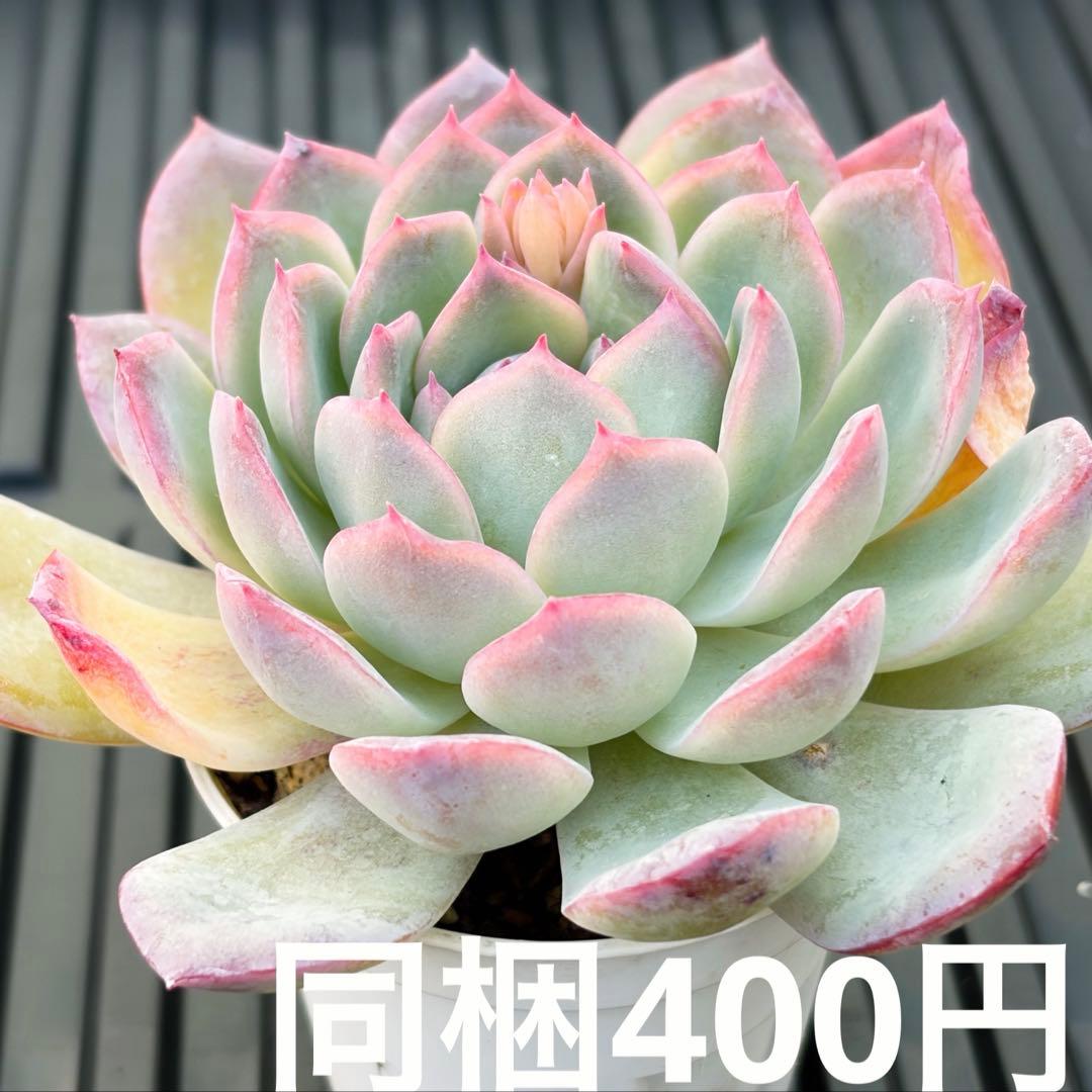 くまさん様 リクエスト 6点 まとめ商品