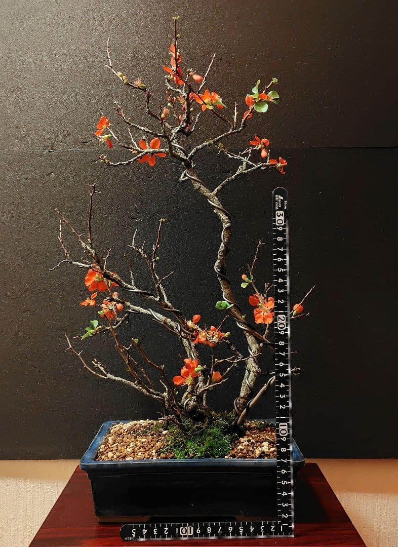 長寿梅盆栽！