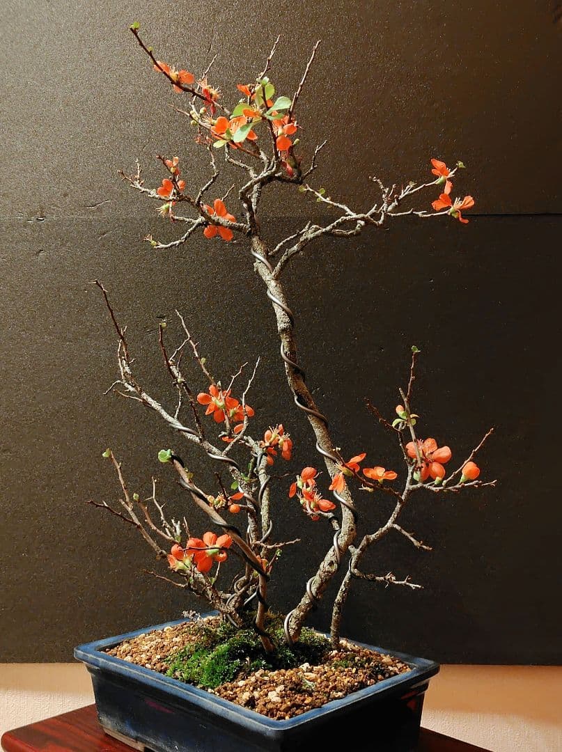 長寿梅盆栽！