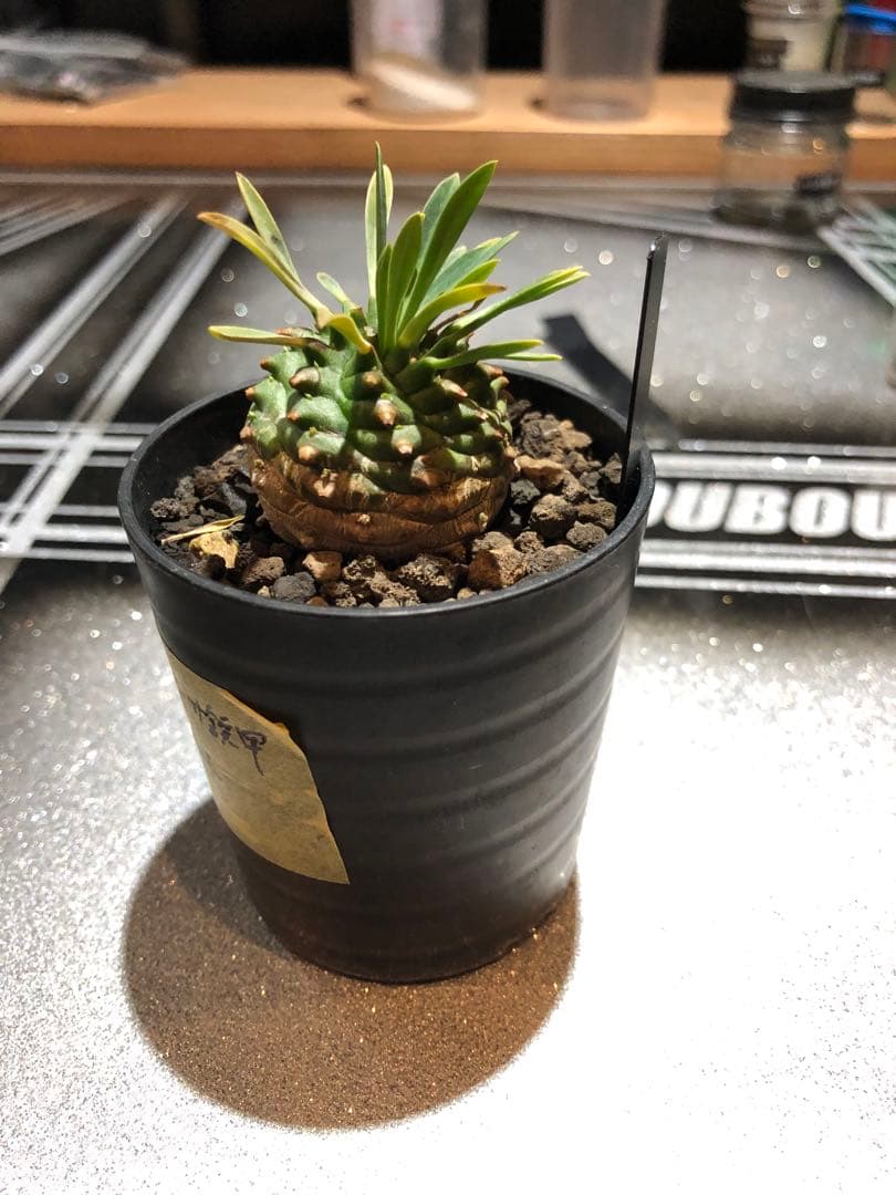 オベサ鉄甲⑭　実生　　2022年頃　播種　良型　フーフォルビアオベサ♀✕鉄甲丸♂