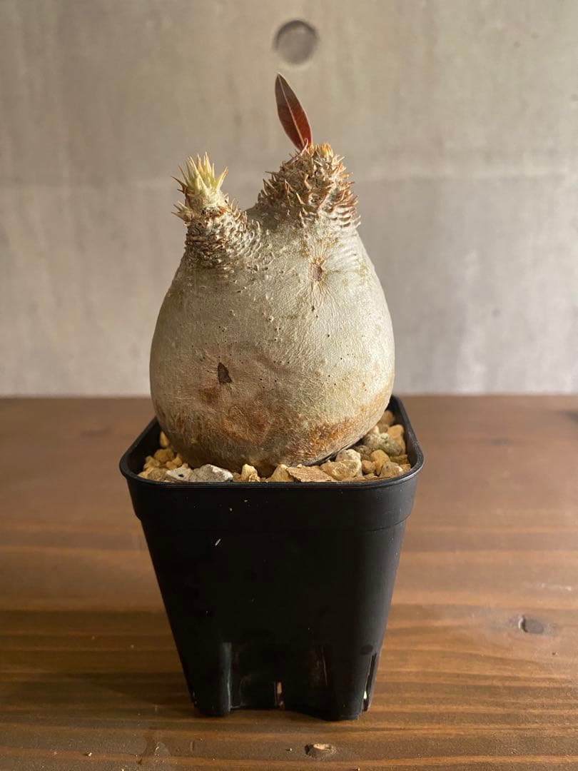 パキボディウム イノピナツム 現地球