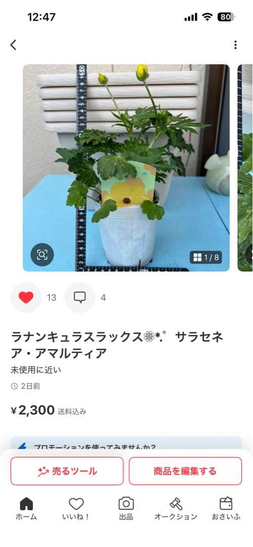 ラナンキュラスラックス❁⃘*.゜6点セット