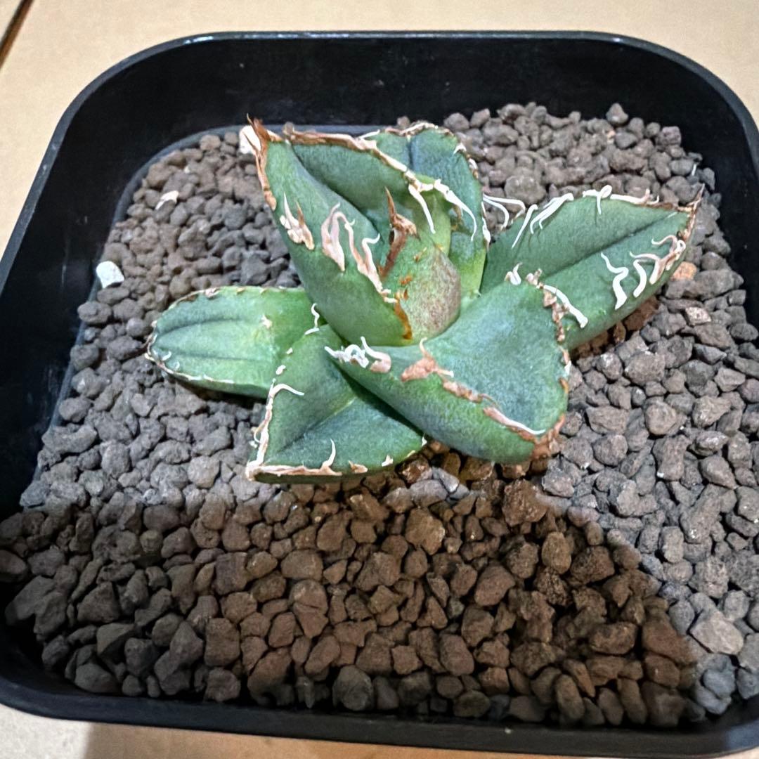 アガベ 麻花 agavesan oc株 【発根済み】 麻花龍