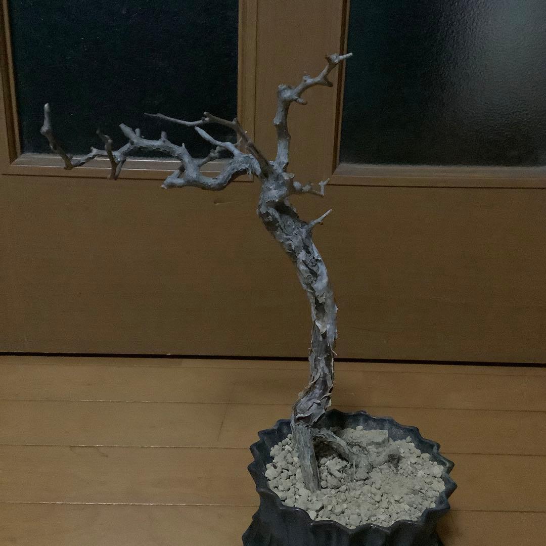 がんちゃん　コミフォラモンストローサ　現地球　塊根植物