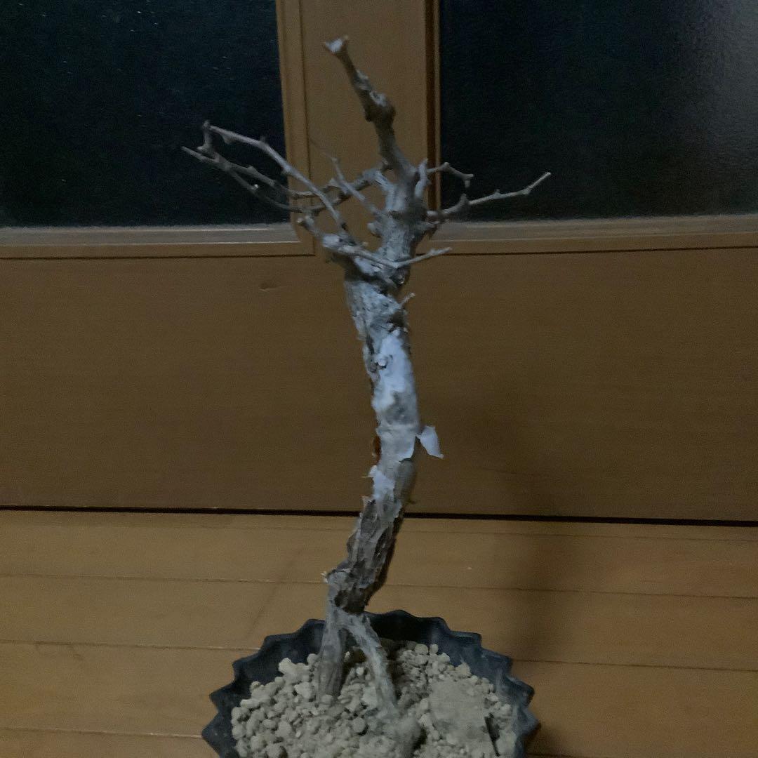 がんちゃん　コミフォラモンストローサ　現地球　塊根植物