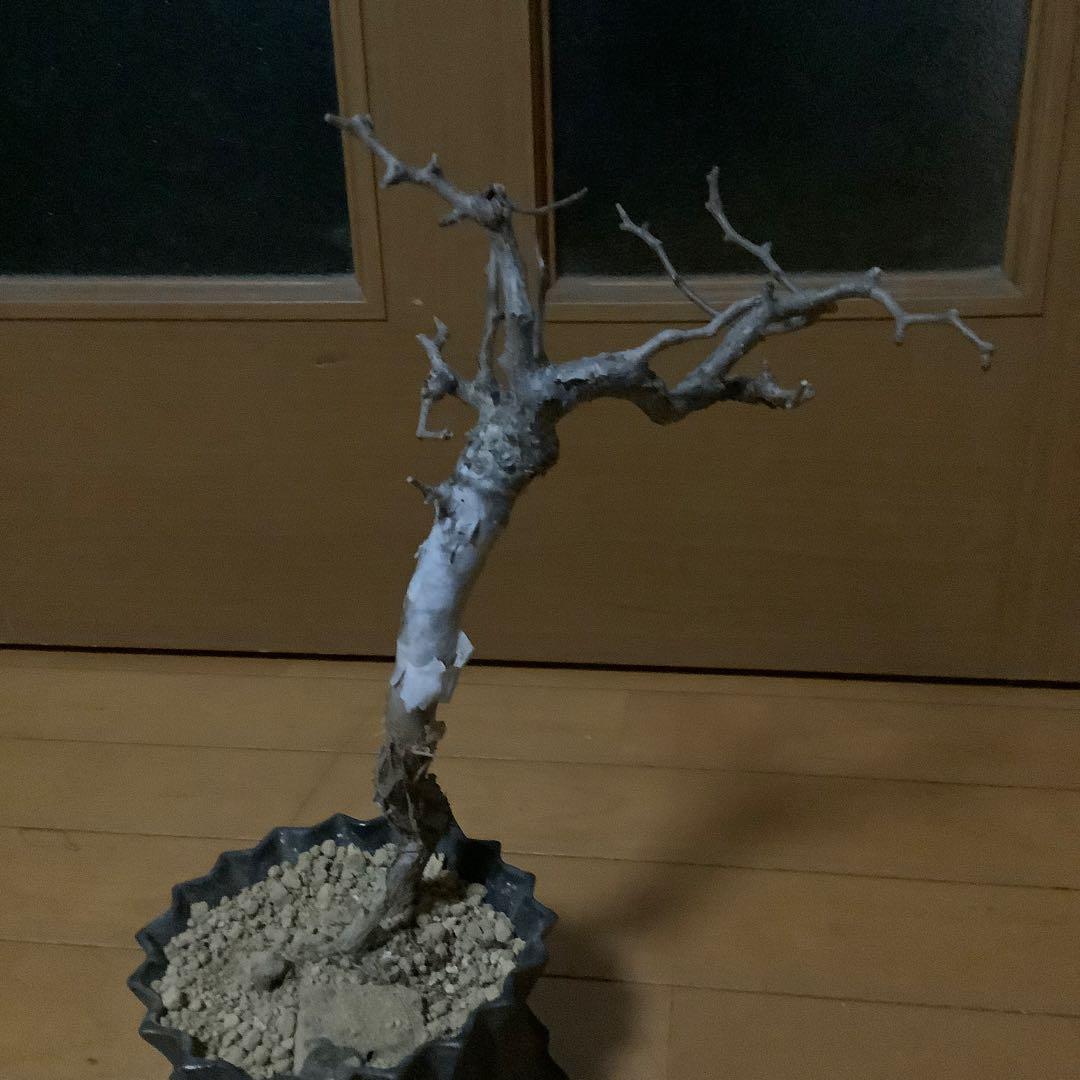 がんちゃん　コミフォラモンストローサ　現地球　塊根植物