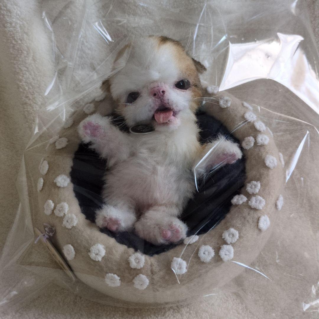 S*n様 作家物 猫 ネコ アートドール エキゾチック