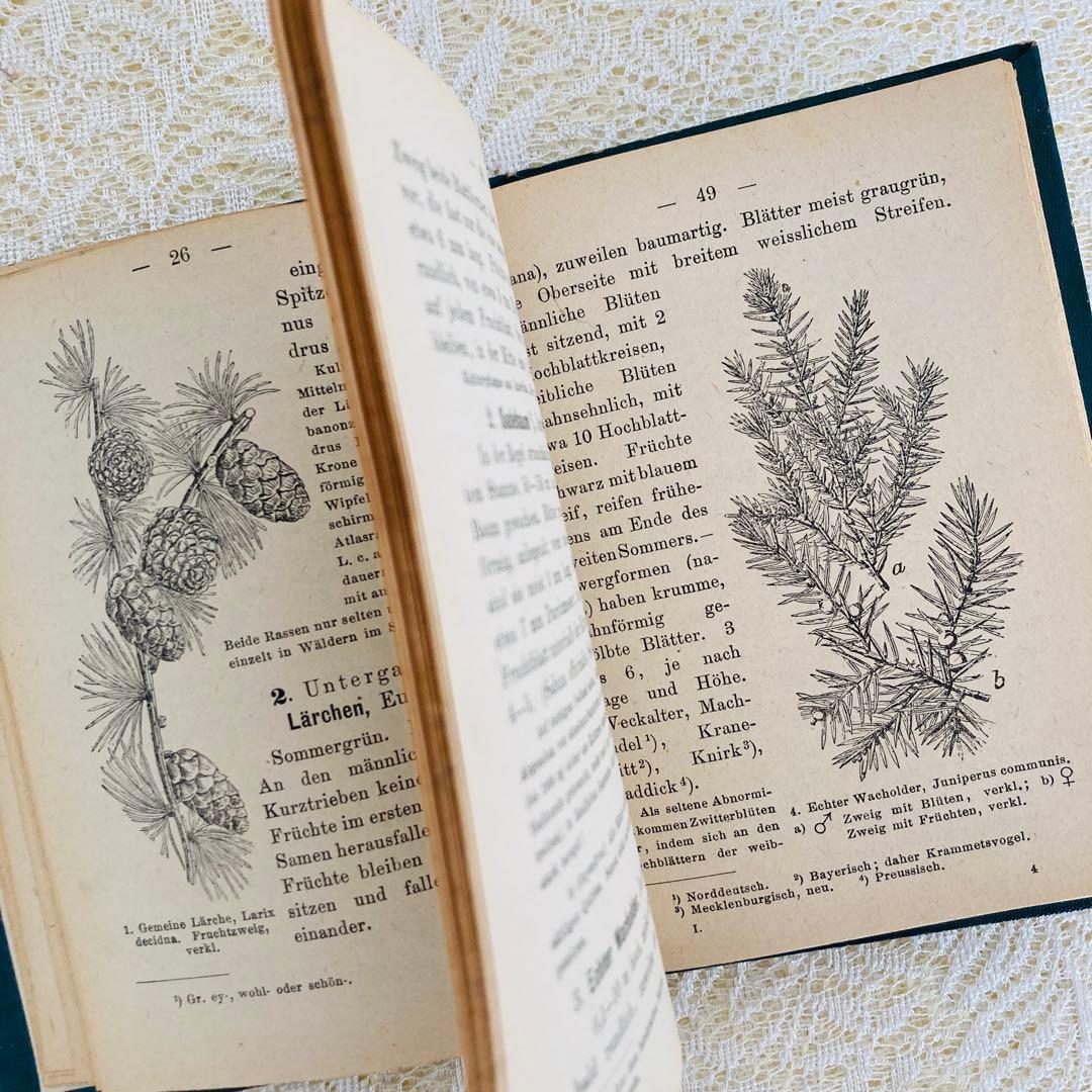 洋書　古書　ドイツのアンティーク植物図鑑　第1巻　精密で美しい植物画♡
