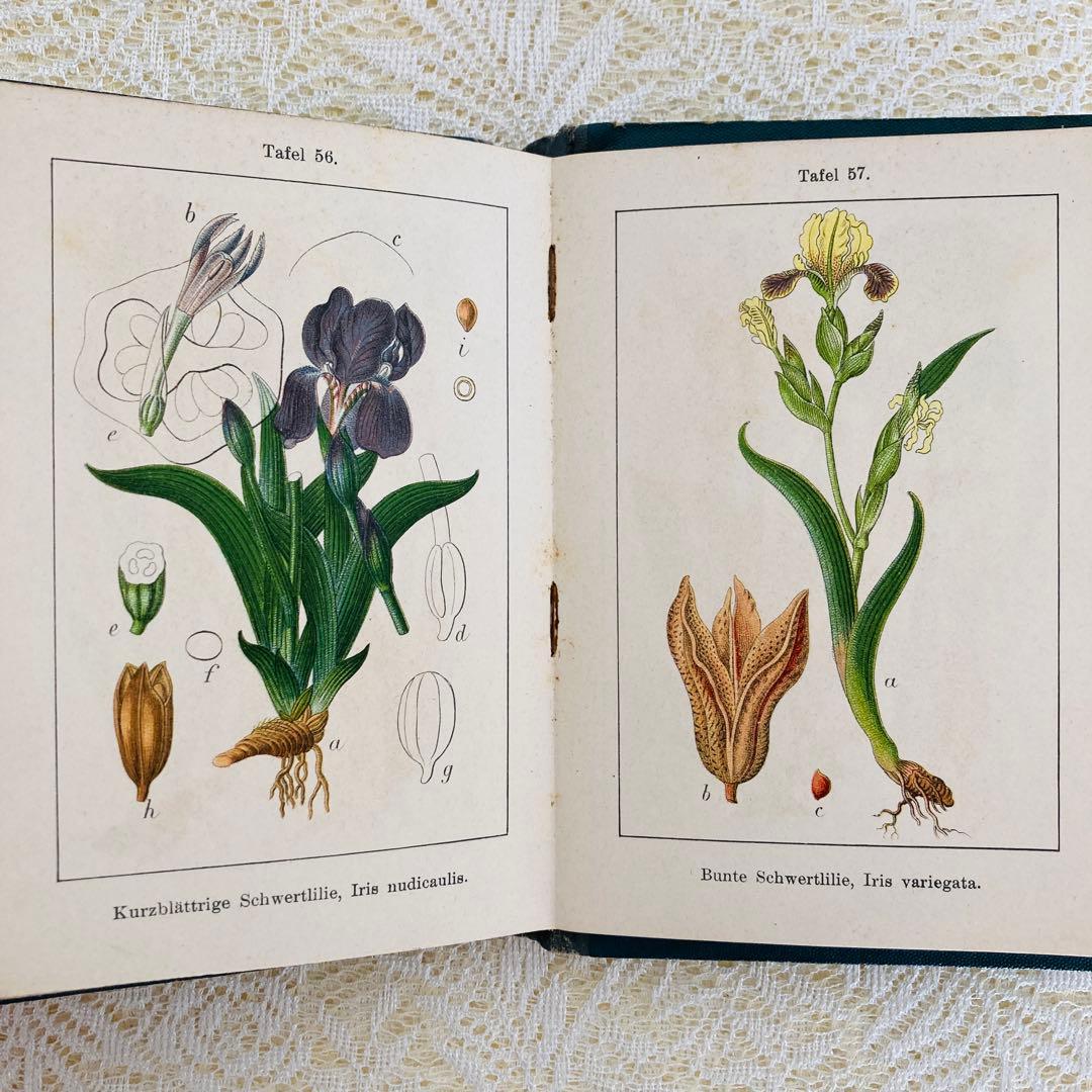 洋書　古書　ドイツのアンティーク植物図鑑　第1巻　精密で美しい植物画♡