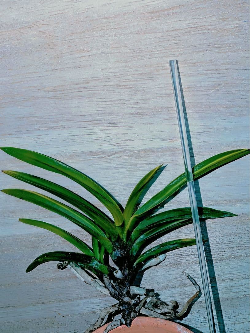 富貴蘭　黒金牡丹黄縞（無加温作り品）