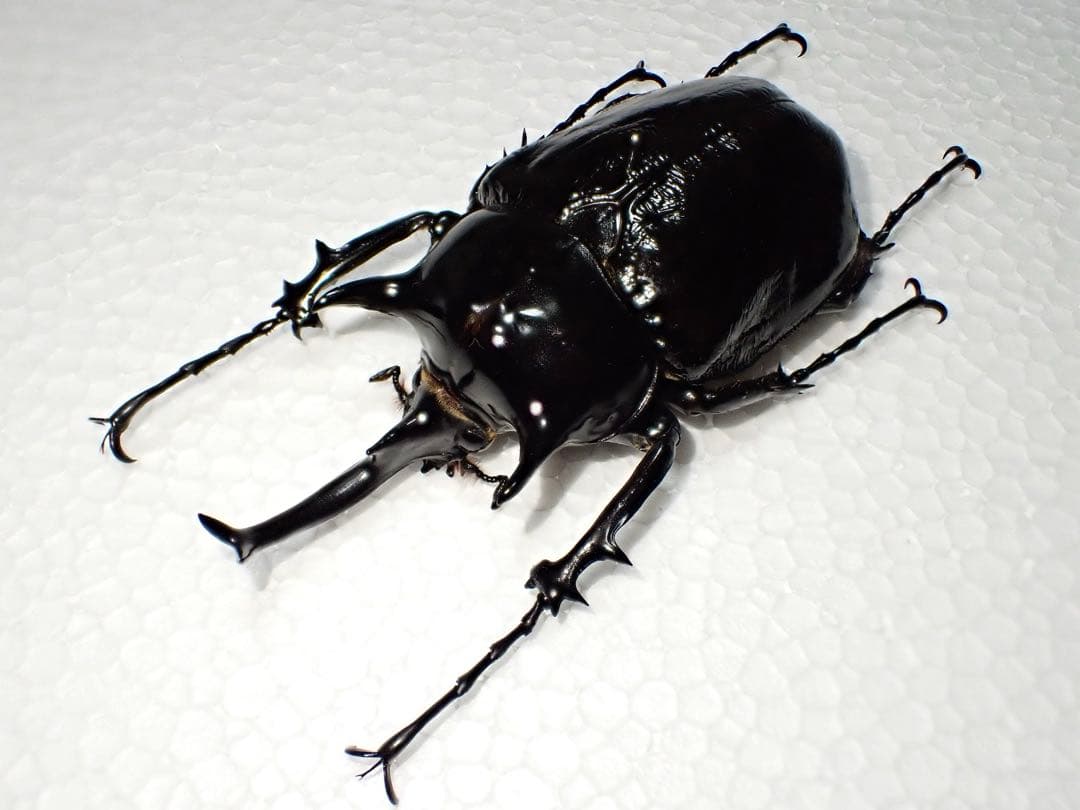 ^_^【標本】マルスゾウカブト　ペルー産　103.5ミリ　野外品