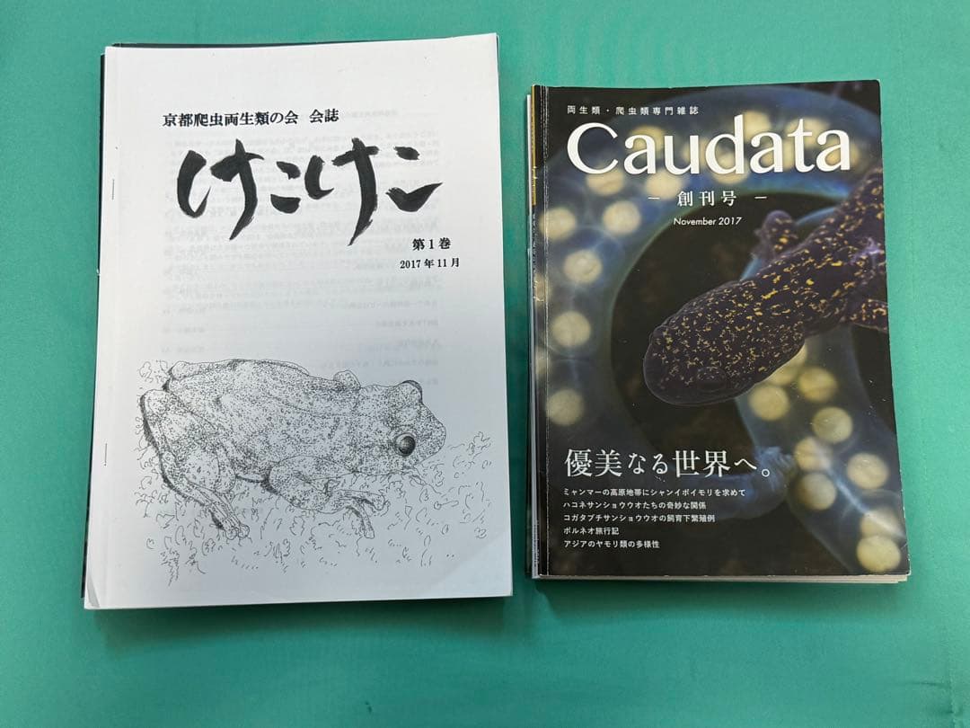 けこけこ Caudata セット(バラ売り不可)