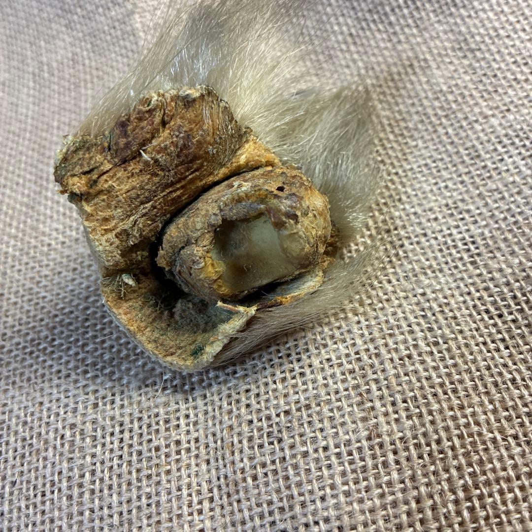 シロクマ　爪　ホッキョクグマ　熊の爪　ベアクロー　剥製