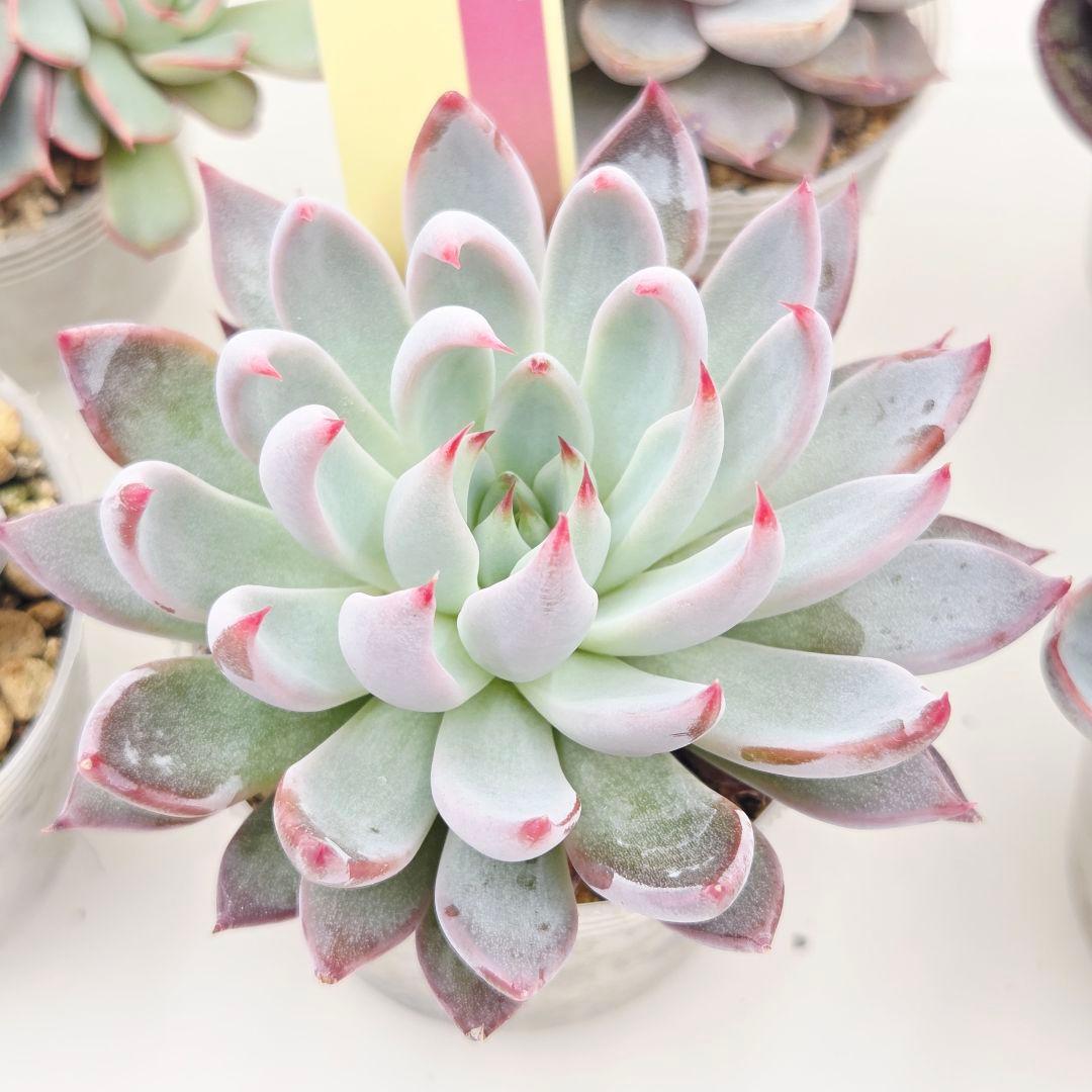 M*˚様 ⑲大きめ苗! そわそわ❣️青鬼❣️龍鱗蓮華❣️おらいさん発根済 6苗メ