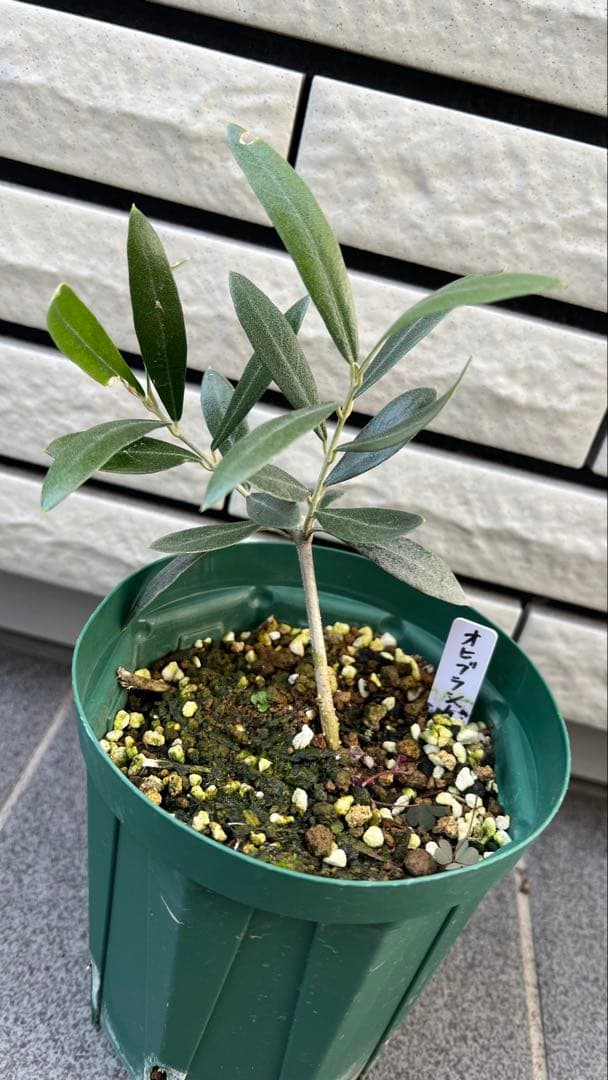 はむ　本物オヒブランカとカラマタ　二苗セット