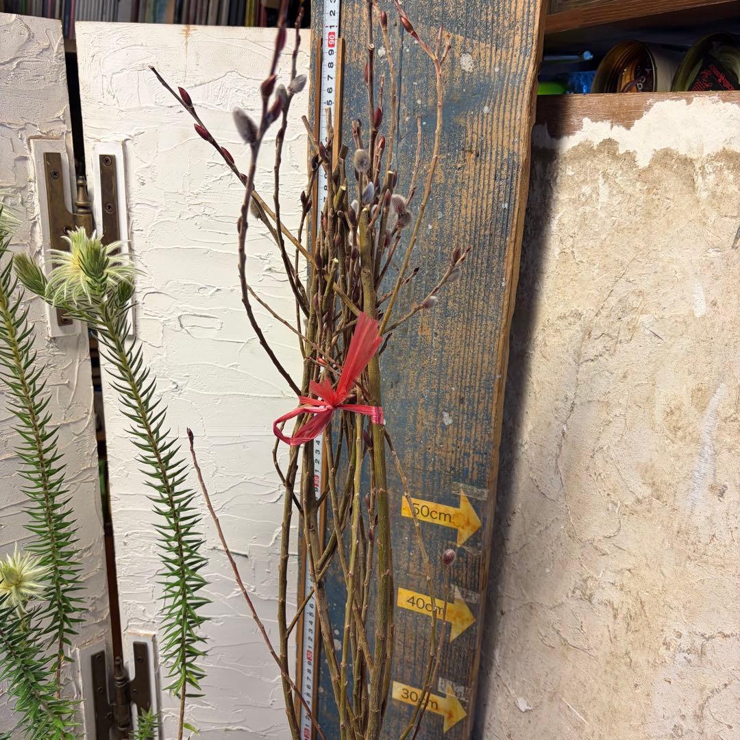 y*a様 ガーデニング　主役張れるアソート　５種　フィリカ　　ユーカリ