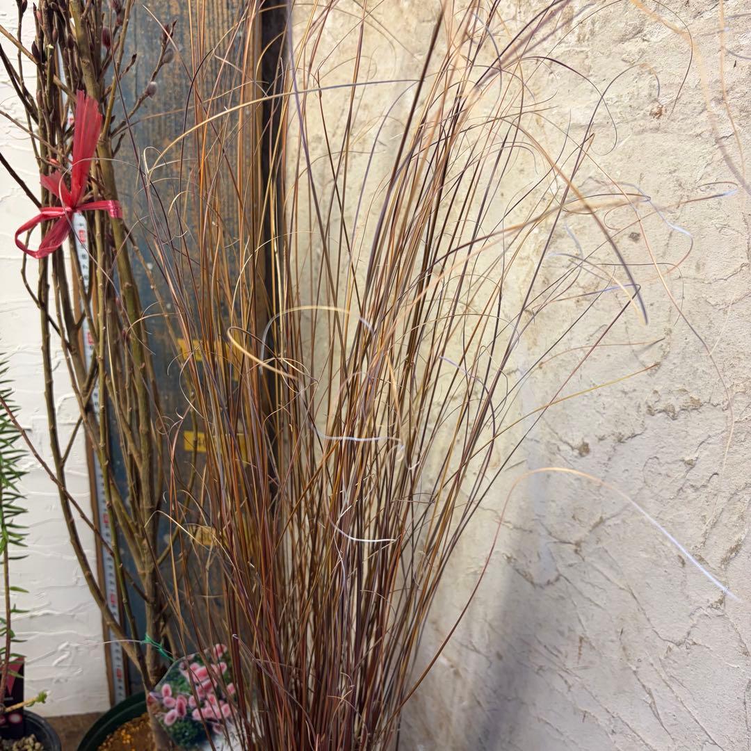 y*a様 ガーデニング　主役張れるアソート　５種　フィリカ　　ユーカリ