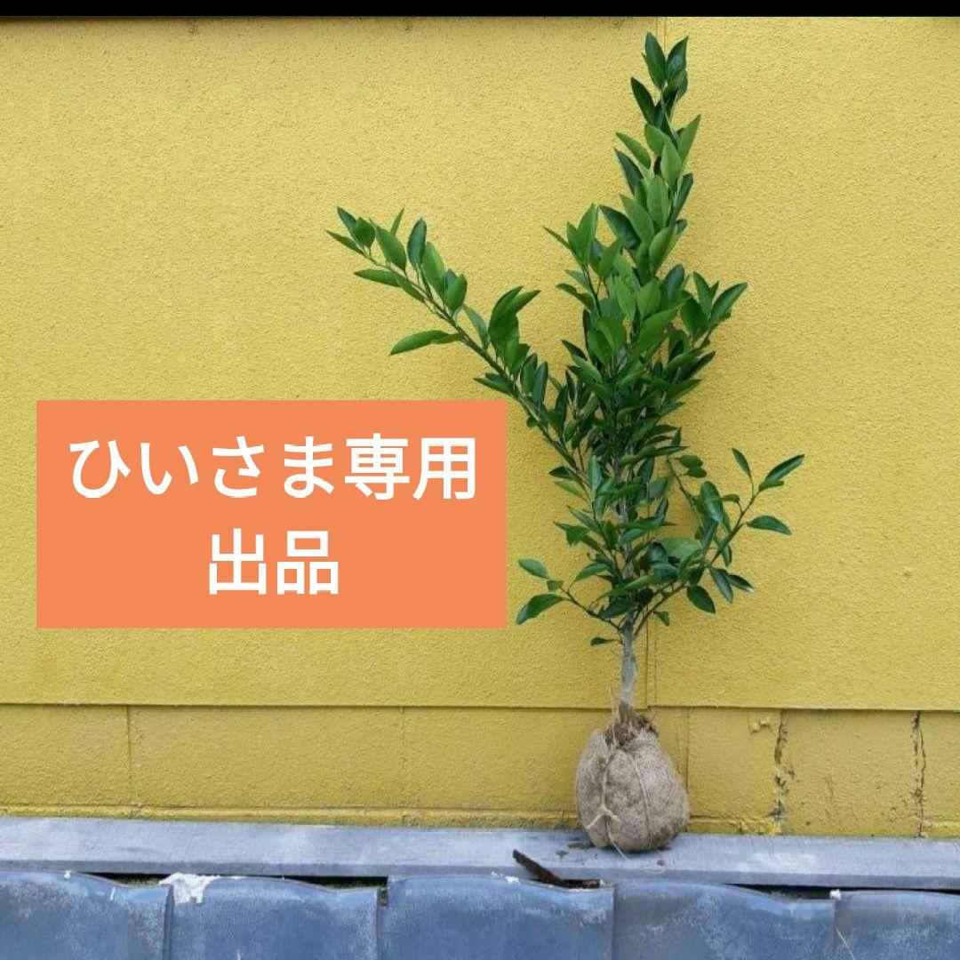 ひいさま専用出品