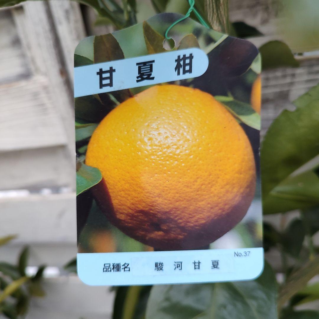 ひいさま専用出品