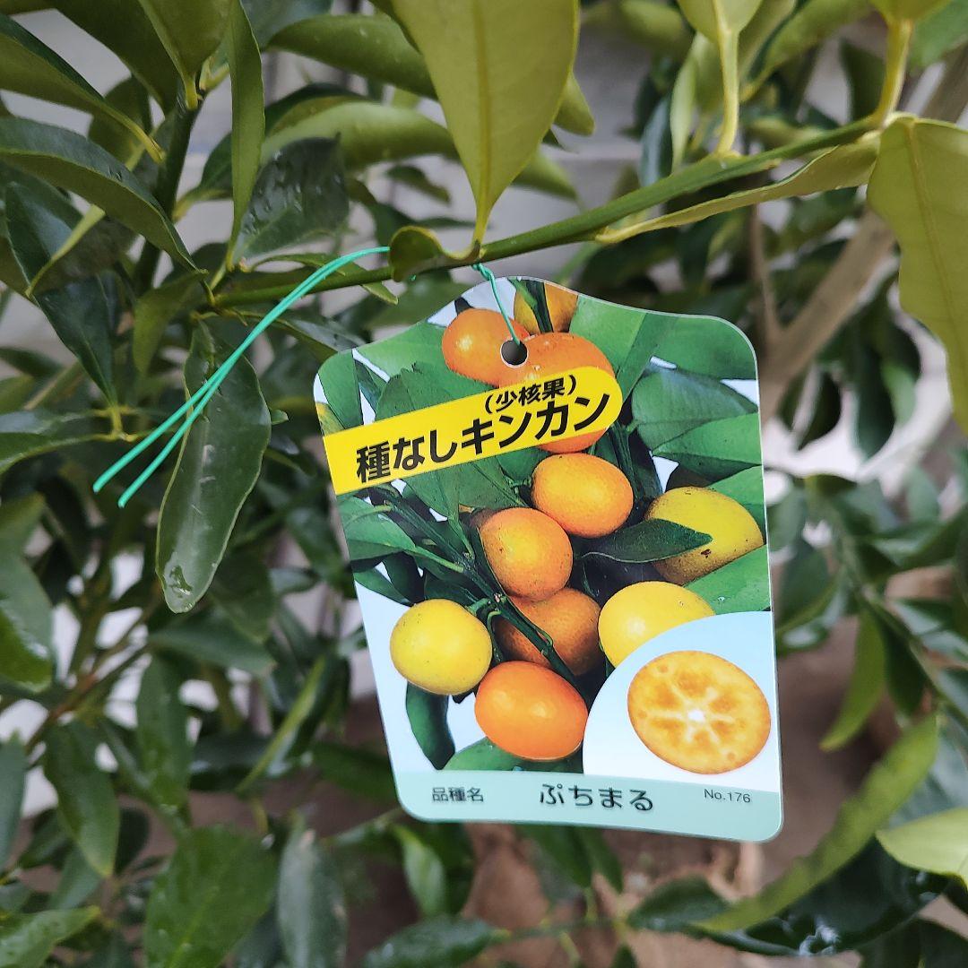 ひいさま専用出品