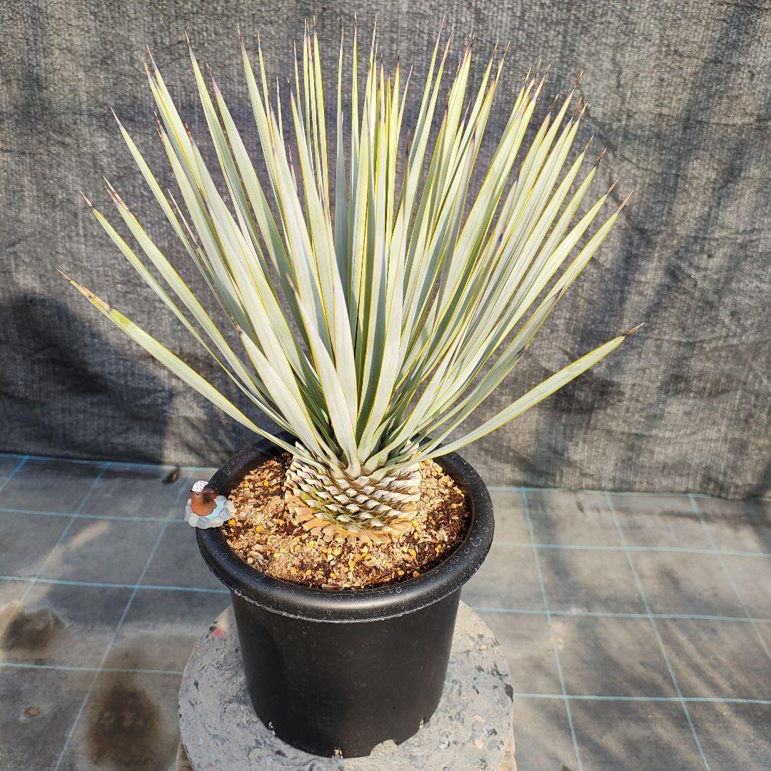 ザ*フ様 ユッカ ロストラータ Hybrid No.4