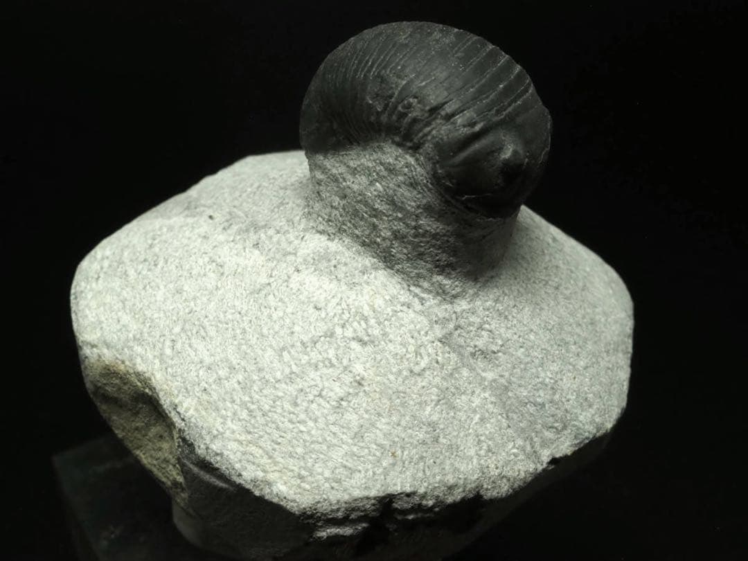 三葉虫　Parahomalonotus planus パラホマロノトゥス　化石