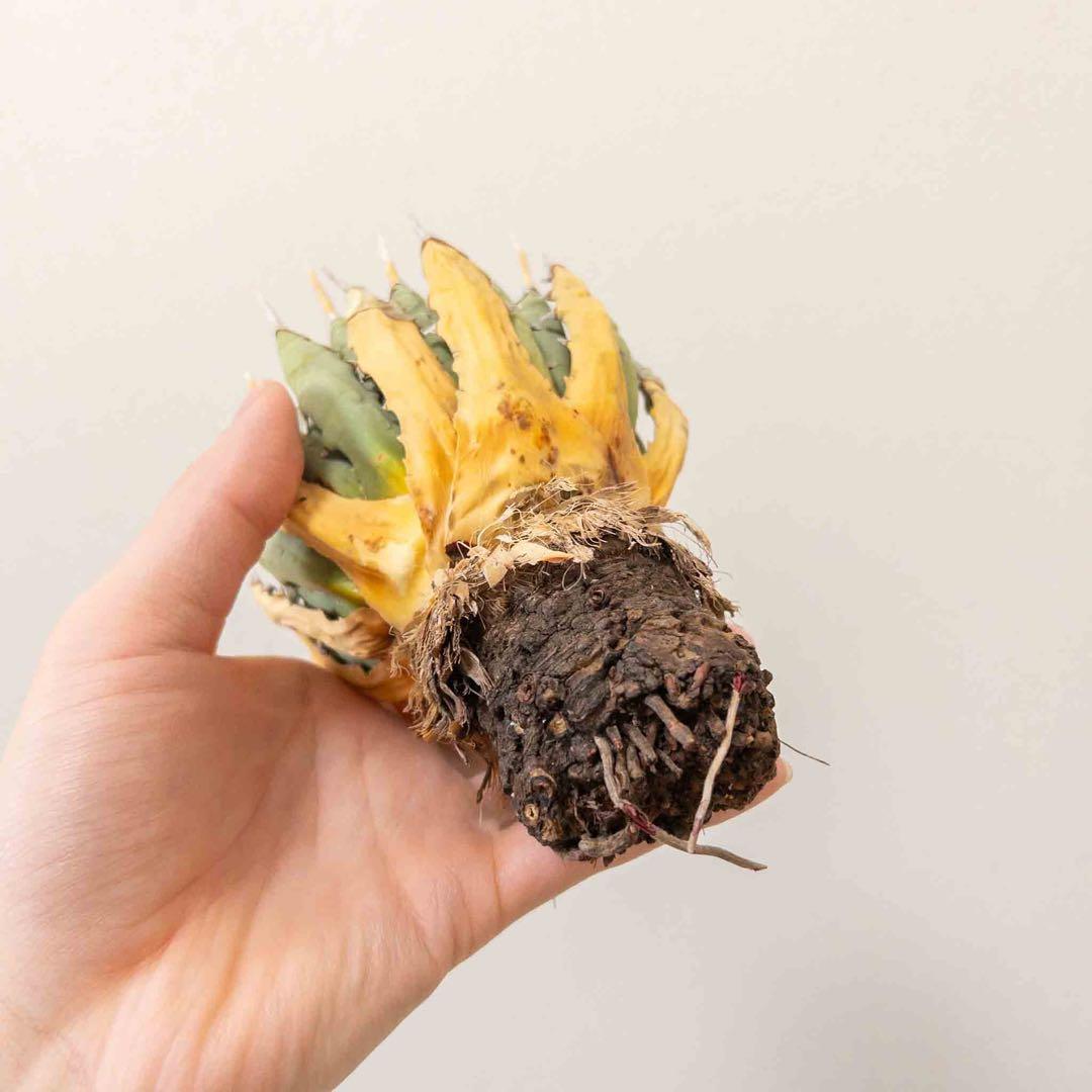 33 ユタエンシス エボリスピナ 現地株 ベアルート 陽炎 アガベ