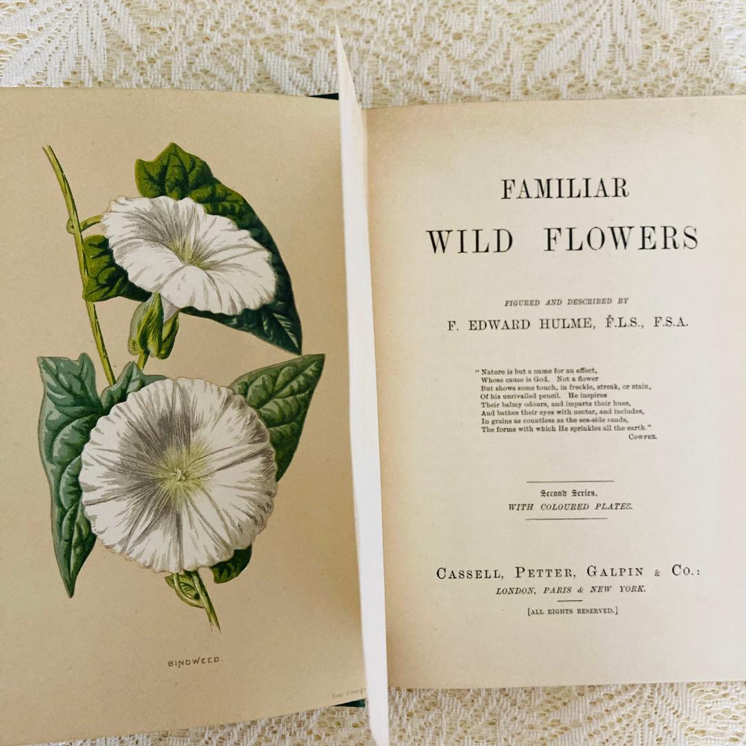 希少　Familiar Wild Flowers　アンティーク植物図鑑　洋書古書
