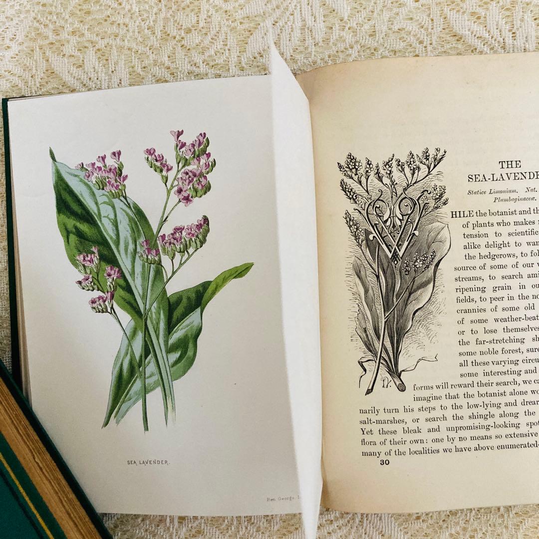 希少　Familiar Wild Flowers　アンティーク植物図鑑　洋書古書