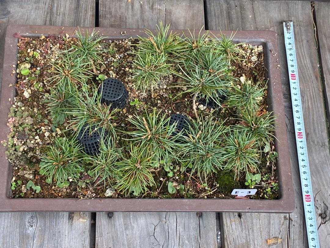 A*s様 17本セット ★盆栽★ 赤石五葉松　 E-3 ★愛媛県より発送★