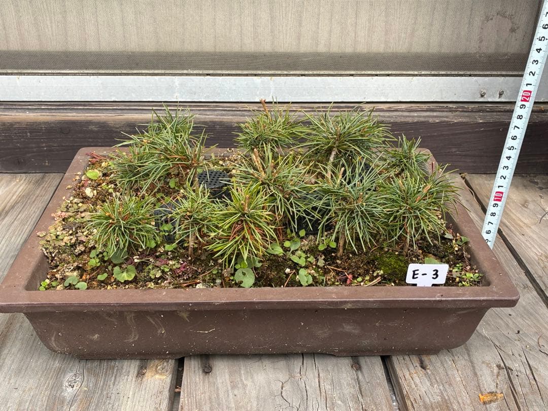 A*s様 17本セット ★盆栽★ 赤石五葉松　 E-3 ★愛媛県より発送★